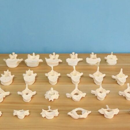 Spine Model Orthopedics Adult Lumbar Vertebrae Cervical Spine Teaching 24 Parts